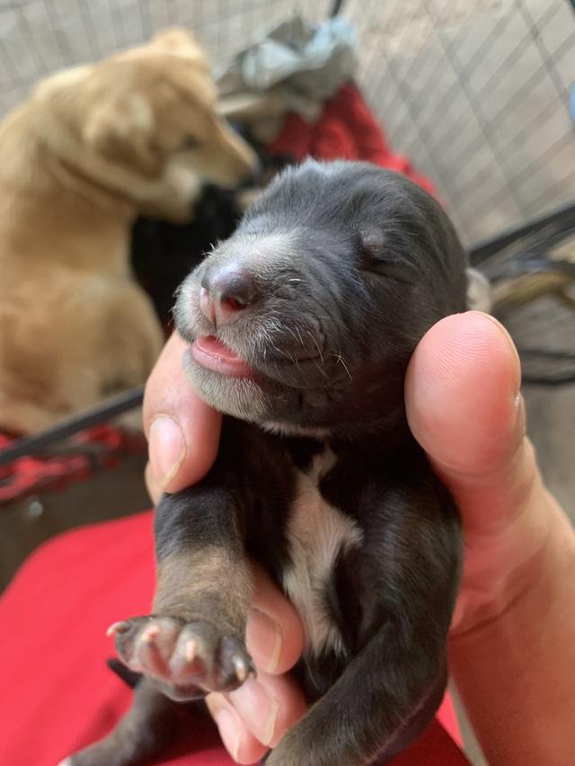 โดเด้นผสมกับลาบาดอร์ รูปที่ 2