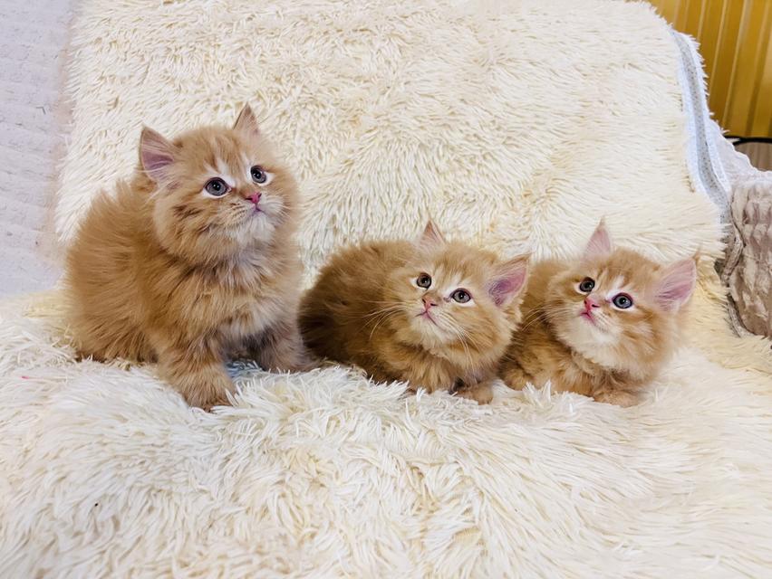 แมว เปอร์เซียสีส้ม สามสี รูปที่ 2