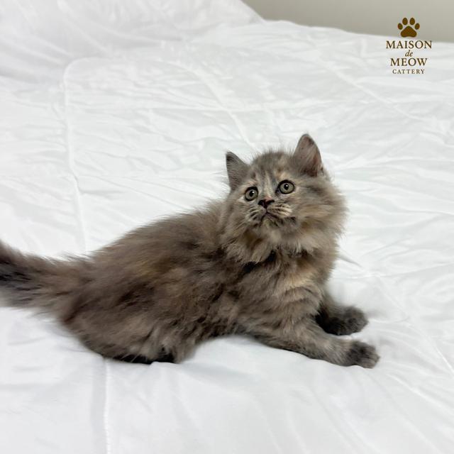 ❌🏠ได้บ้านแล้ว เปอร์เซียแท้ เทาครีม พร้อมย้าย 8