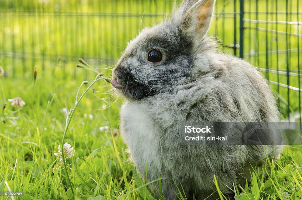 กระต่ายฮาร์เลคควิน 1