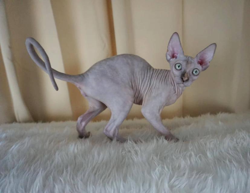 3.แมวสฟิงซ์/เพศเมีย หาบ้าน Sphynx Cat/Female looking for a new home 4