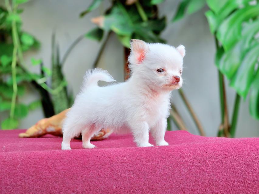 Chihuahua T cup น้องจิ๋วหลิวชิวาวาทีคัพเพศผู้ 6