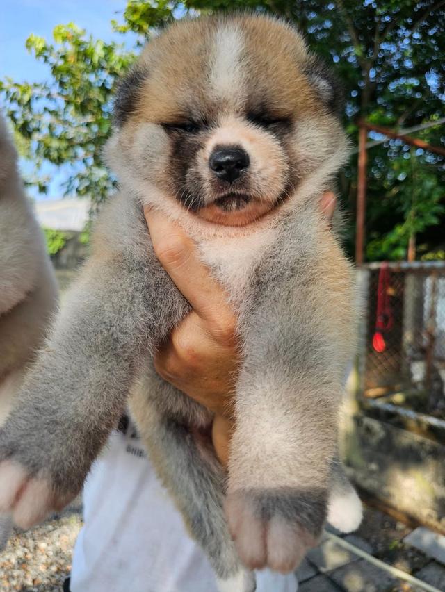 ลูกหมา Dog Akita 3