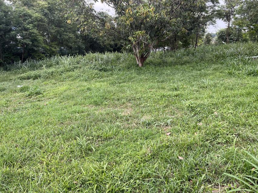 ขายที่ดิน อ.มวกเหล็ก จ.สระบุรี 296 ตรว. โทร 086-403-3985 089-109-7914 1