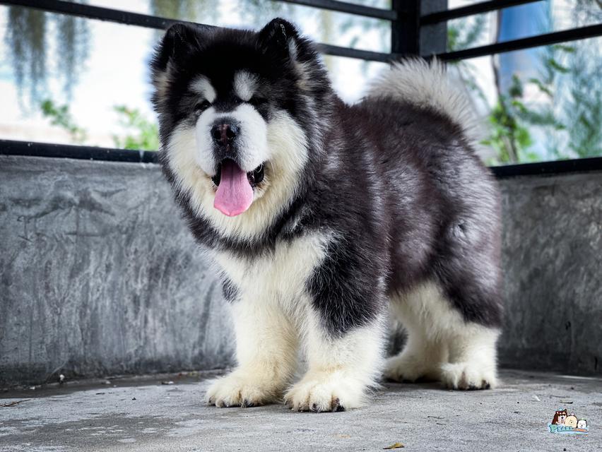 อลาสกัน ไจแอนด์ นำเข้าจากต่างประเทศ