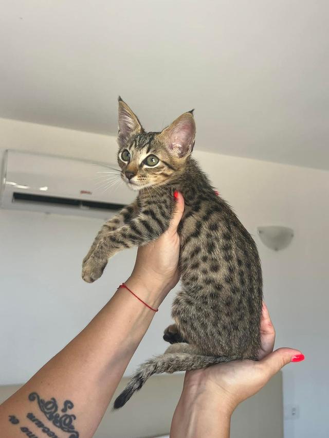 savannah kittens  WhatsApp me : +66 63 826 3042 รูปที่ 3