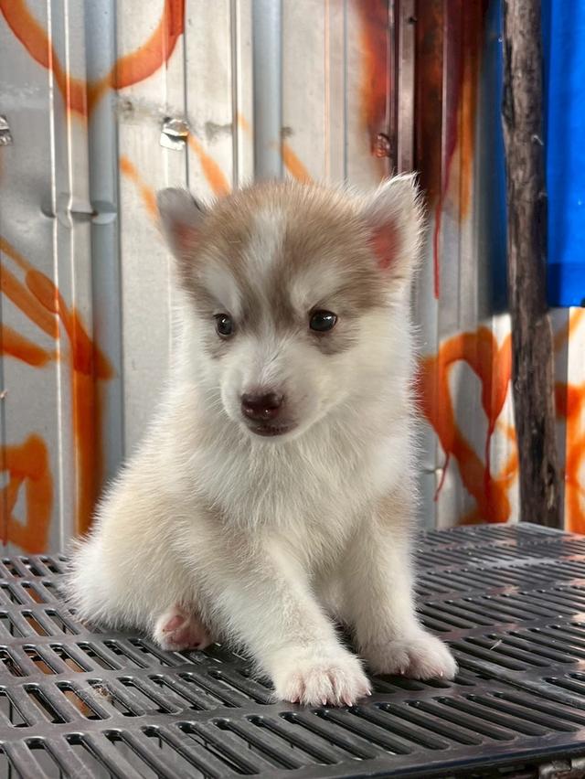 Siberian Husky  ไซบีเรียน ฮัสกี้ รูปที่ 3