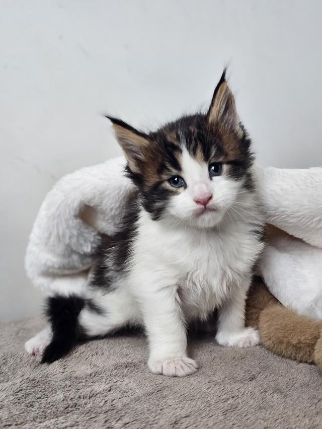 ลูกแมวเมนคูนแท้ เพศผู้ 7