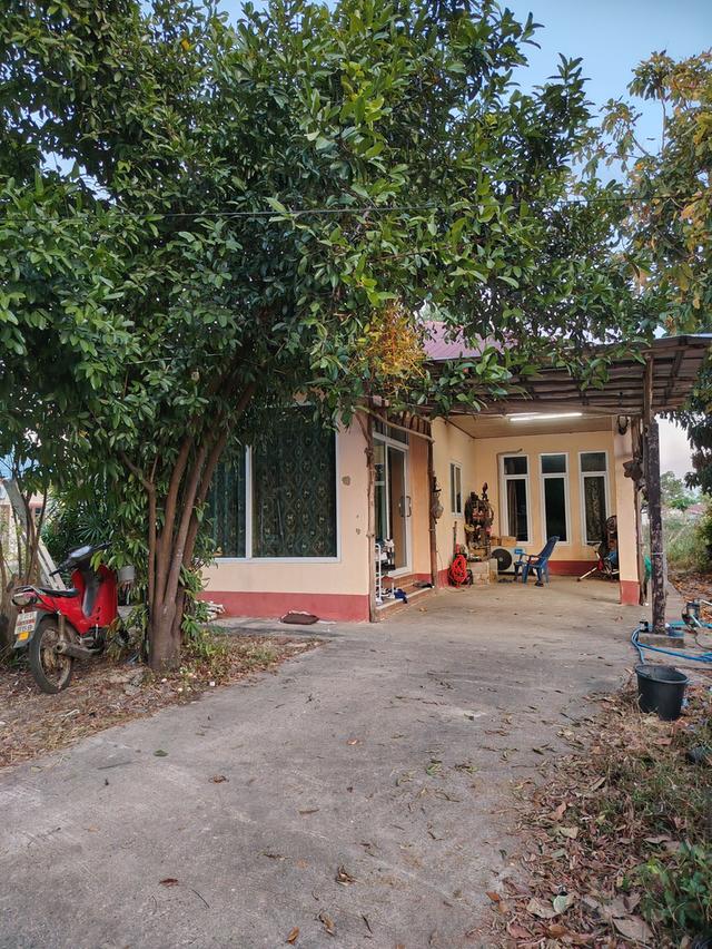 บ้านเดี่ยว 1ชั้น มีต้นไม้ให้ร่มเงา 1