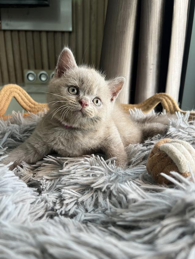 ลูกแมว บริติช ช็อตแฮร์ ใบเพ็ดนอกWCF(British Shorthair)
