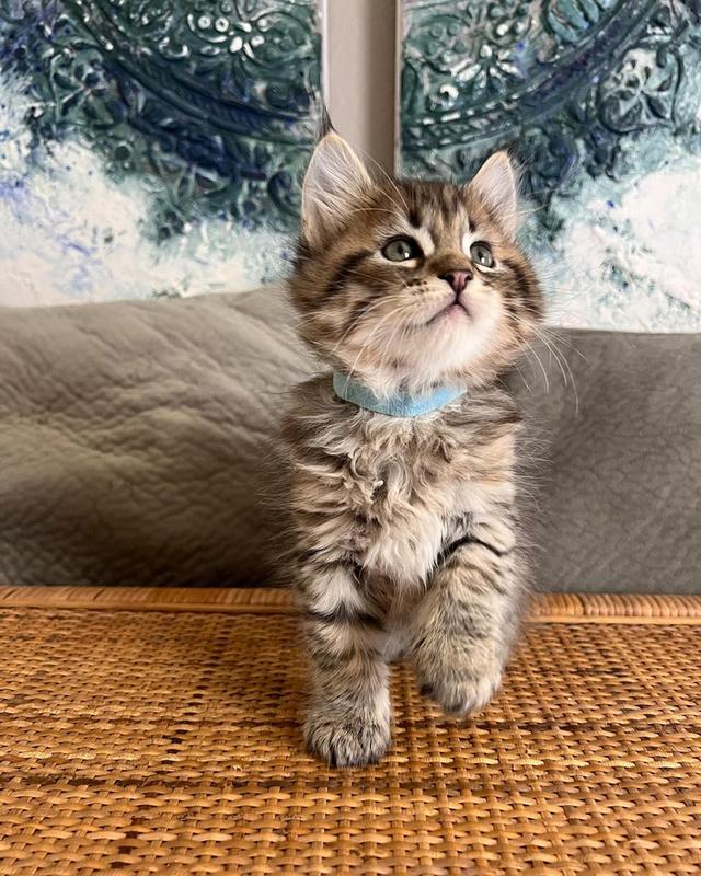 Pixie-bob Kittens | WhatsApp me : +66 63 826 3042 รูปที่ 2