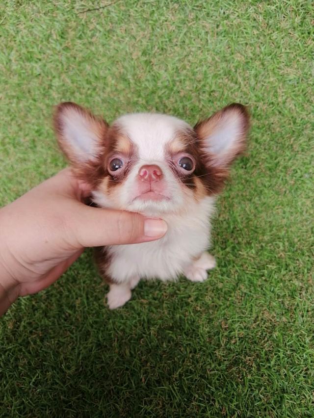 ชิวาว่าแท้ขนยาวสีช็อค ชาย 6