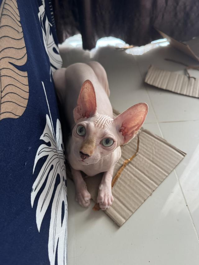 แมวสฟิงซ์เพศหญิงสีขาวกับลายวัว รูปที่ 2