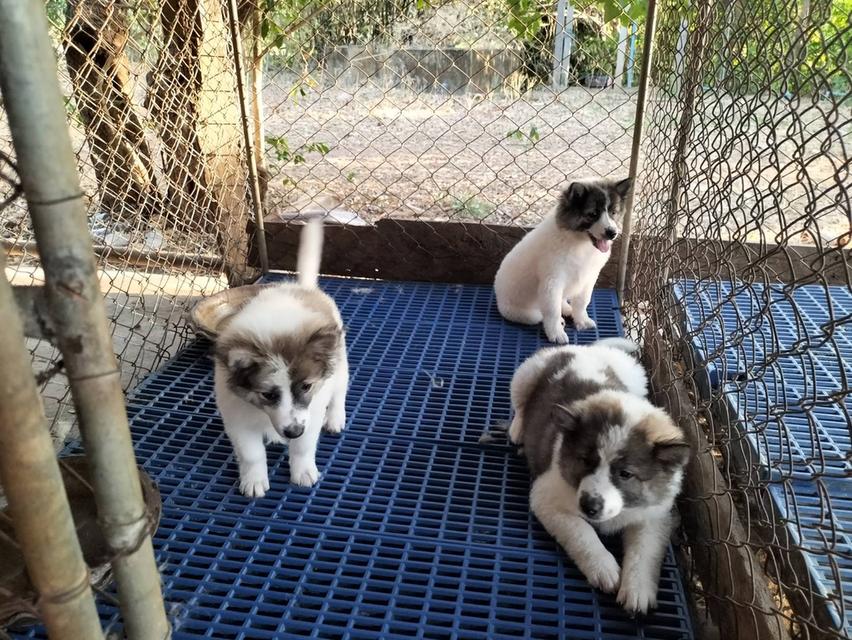 ขายลูกสุนัขพันธุ์บางแก้ว