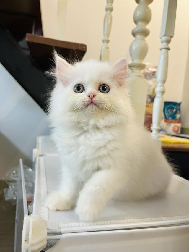 แมวเปอร์เซียขี้อ้อนสีขาว
