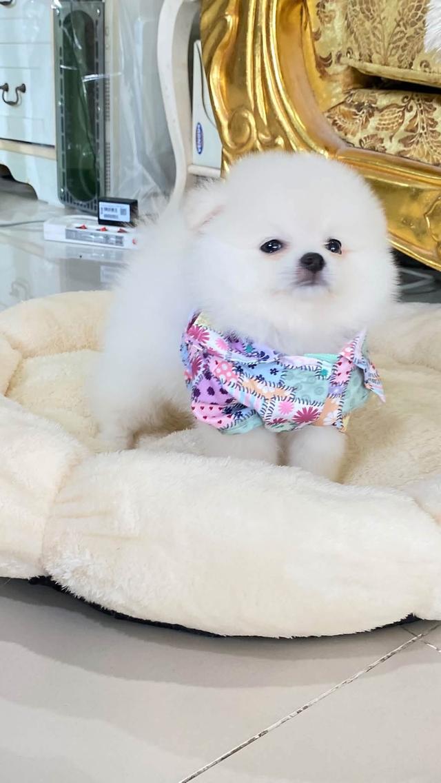 ลูกปอมเมอเนเนียนแท้ ขี้เล่น น่ารัก กำซนๆ ยิ้มเก่ง ติดคน ราคสเบาๆ รูปที่ 5
