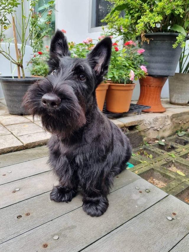 ลูกสุนัข Scottish Terrier หาบ้าน 3