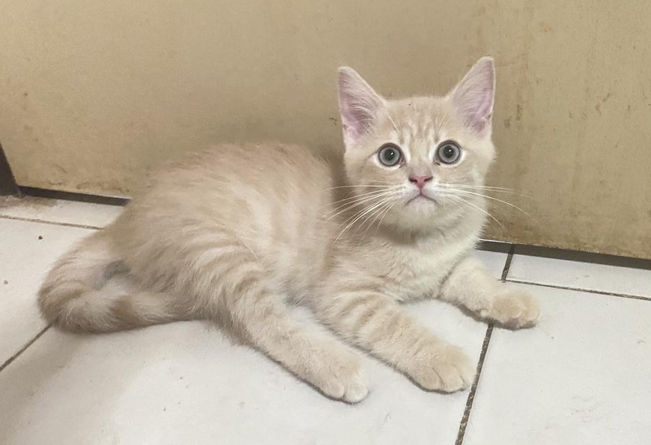 แมวสก็อตติชแท้ ตัวล่ะ1,800งดต่อ