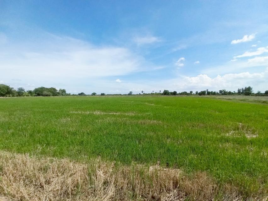 ขายที่ดินเปล่า คลอง16 (หนองปล้อง) อำเภอดอนเจดีย์ จังหวัดสุพรรณบุรี