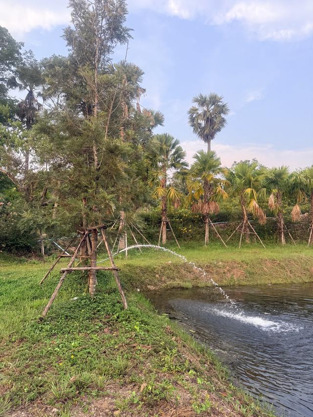 ขายที่ใกล้เขื่อนขุนด่านปราการชล วิวเขาใหญ่ 13