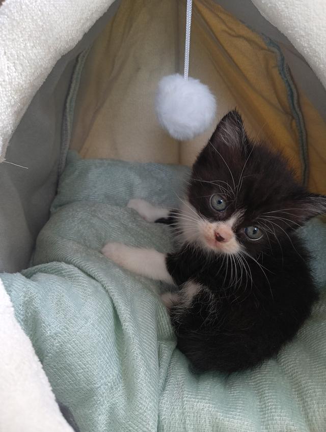 สก็อตติช เพศผู้ น่ารัก รูปที่ 9