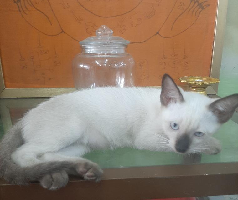ลูกแมววิเชียรมาศแท้ มีใบเพด (SIAMESE CAT) 2