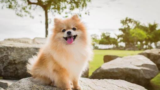 ปอมเมอเรเนี่ยน (Pomeranian) 3