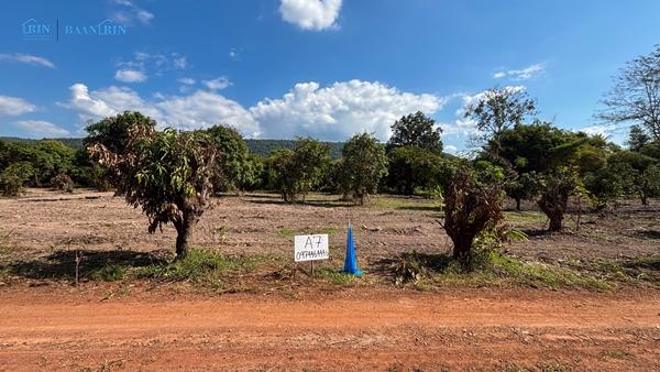 ขายที่ดินเปล่า พร้อมสวนมะม่วง 180 ตร.ว. / 199,999 บ.  097 446 4446 10