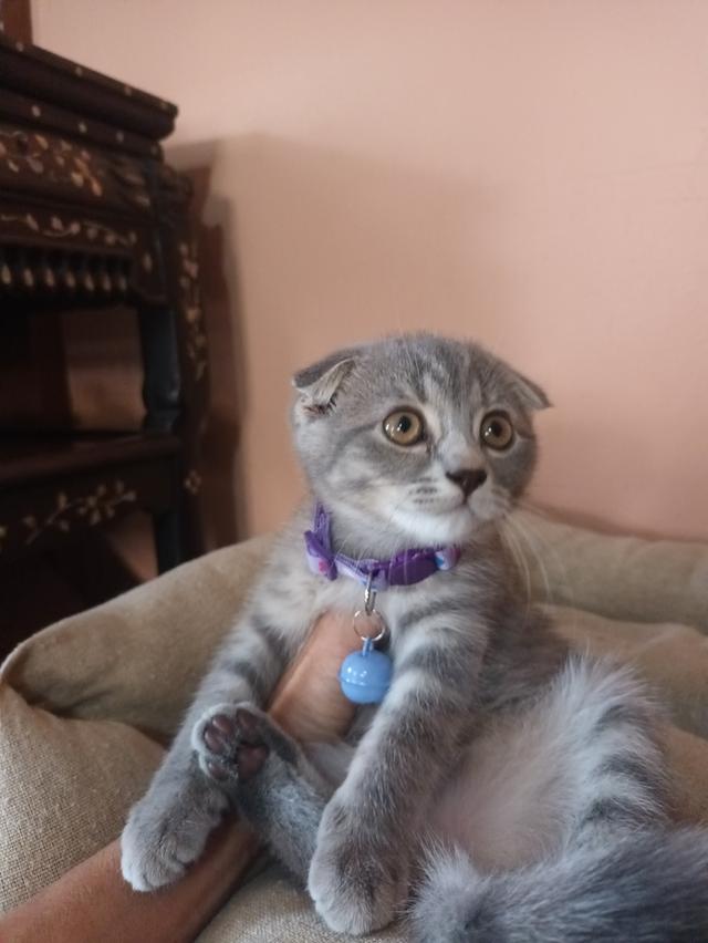 แมวสก๊อตติสอายุ3เดือนเพศหญิง รูปที่ 3