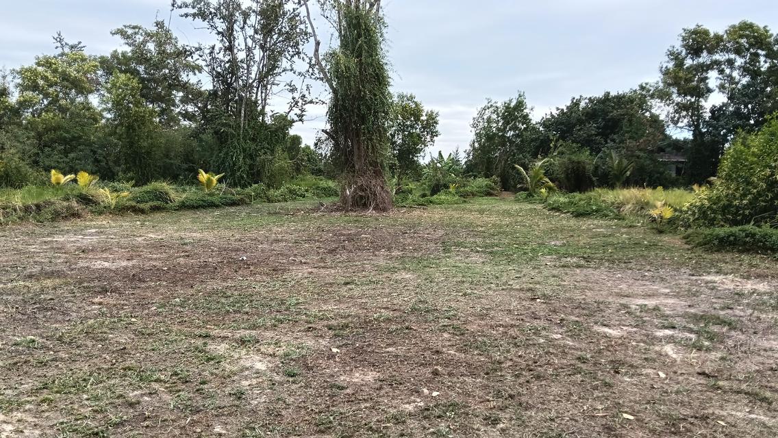 ที่ดิน อำเภอแกลง จังหวัดระยอง 5