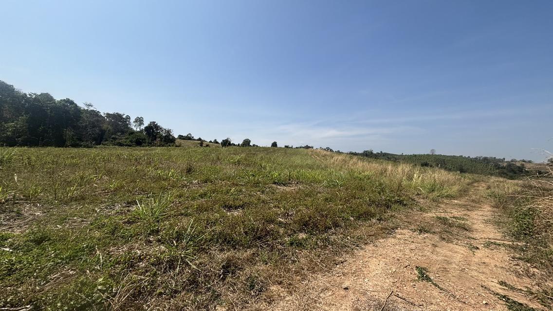ที่ดิน เปล่า อยู่ติดถนน 304 เพียง 5 นาที วิวสวย บนภูเขา วังน้ำเขียว 8