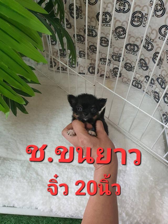 ชิวาว่า ไซส์จิ๋วทีคัพ