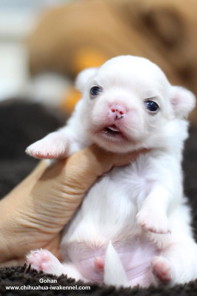 จำหน่ายลูกสุนัขชิวาวา