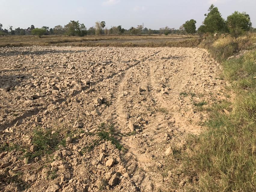 ขายที่ดินเปล่า จังหวัดอุบลราชธานี 4