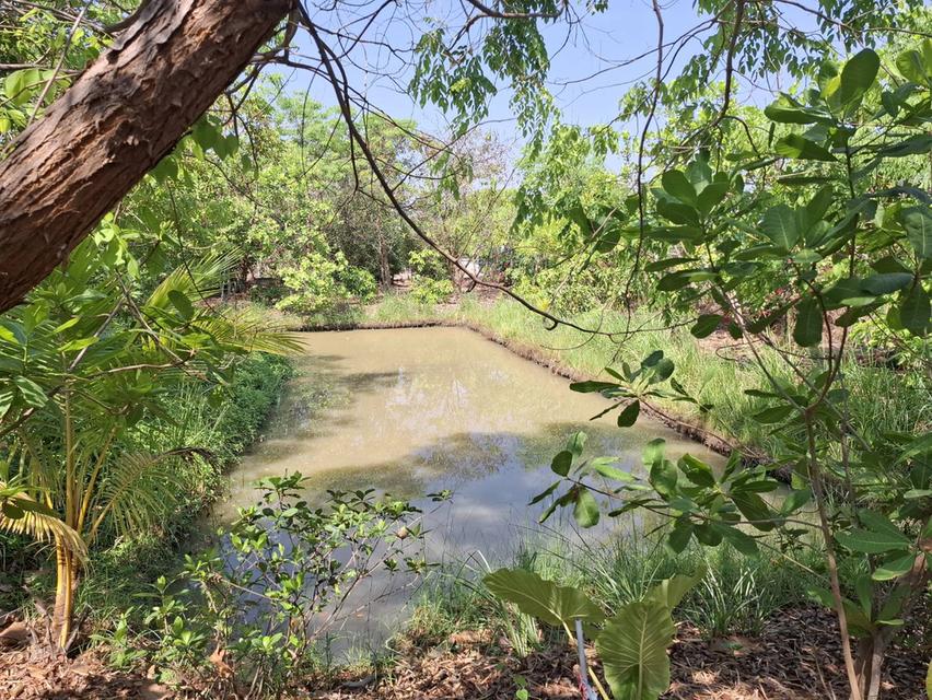 ขายที่ดิน 1 ไร่ จ.สุพรรณบุรี อ. เดิมบางนางบวช ที่ถมแล้วพร้อมเข้าอยู่ได้เลย 3