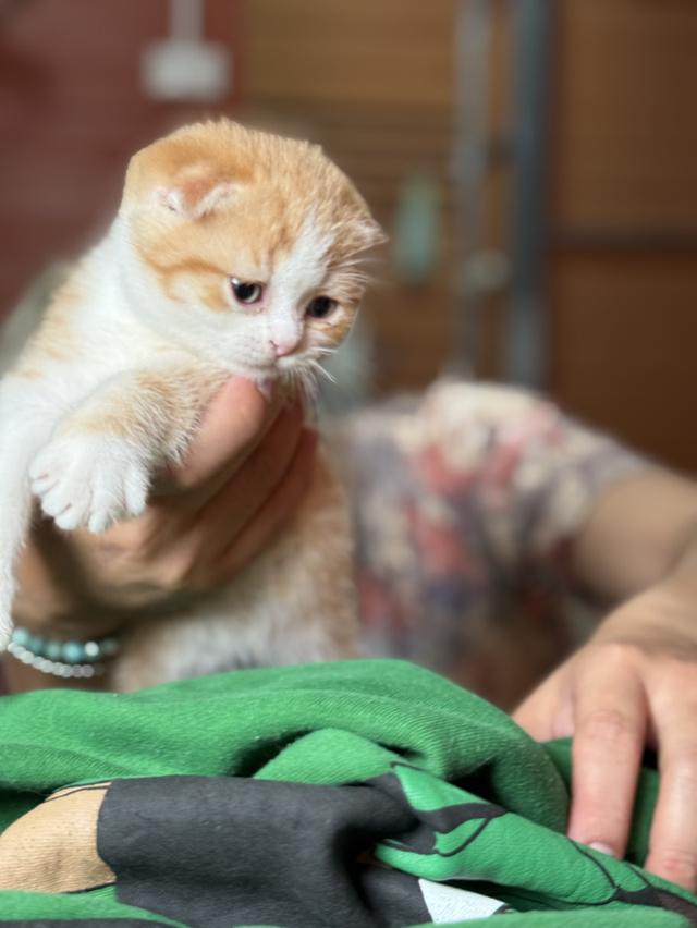 ลูกแมวสก๊อตติชโฟลด์ พร้อมย้ายบ้านวันที่ 30/03/2569 รูปที่ 11