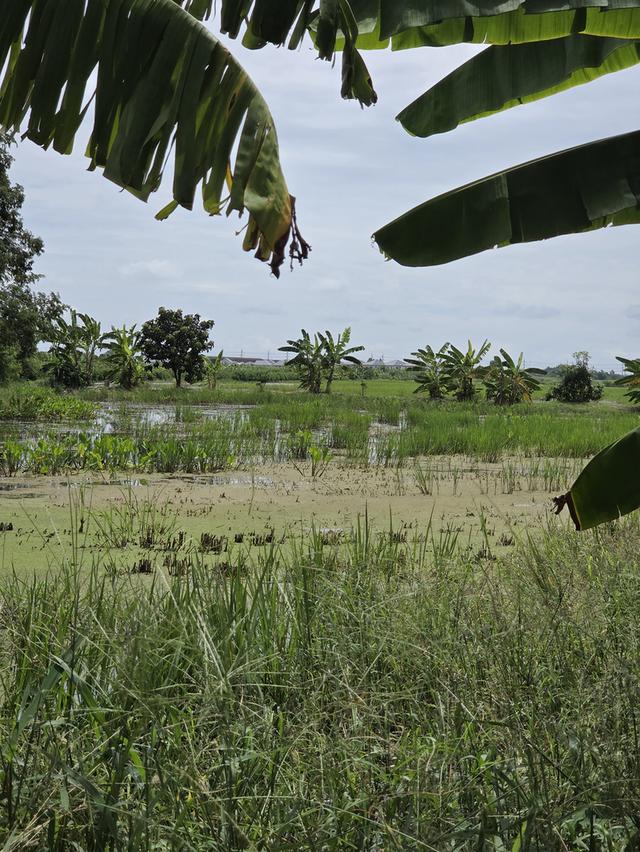 ขายที่ดินเปล่า หนองจอก ลำผักชี 3