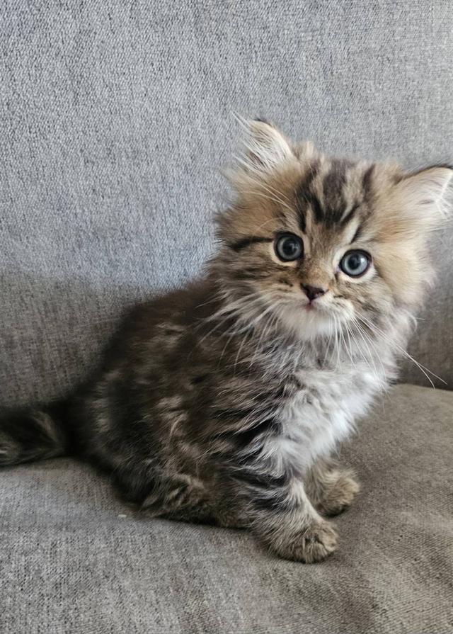 สก็อตติชโฟลด์ นกฮูกน้อย 7