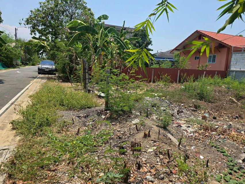 ขายด่วนที่ดินใกล้วัดเต็มรักสามัคคี 52 ตรว ติดถนนลาดยางสาธารณะ บางคูรัต บางบัวทอง นนทบุรี 6