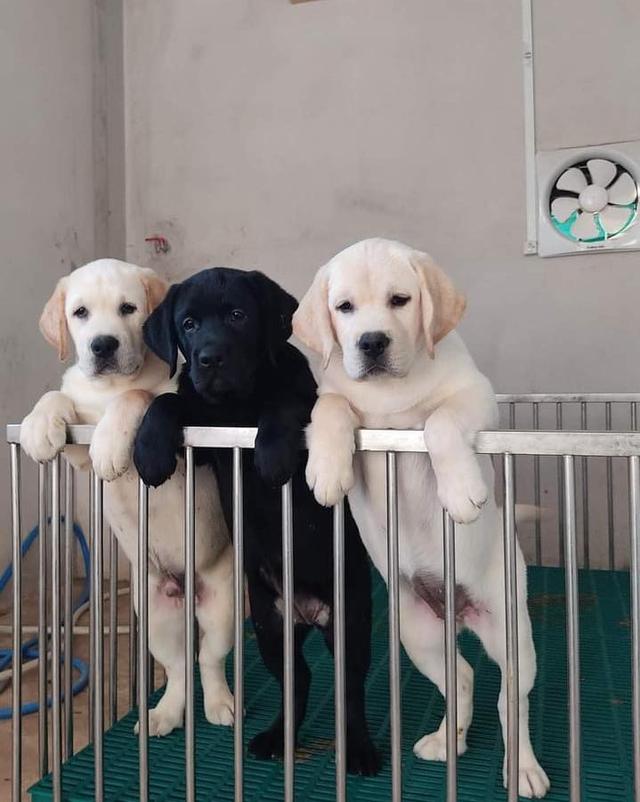 Labrador Puppies | WhatsApp me : +66 63 826 3042 รูปที่ 3