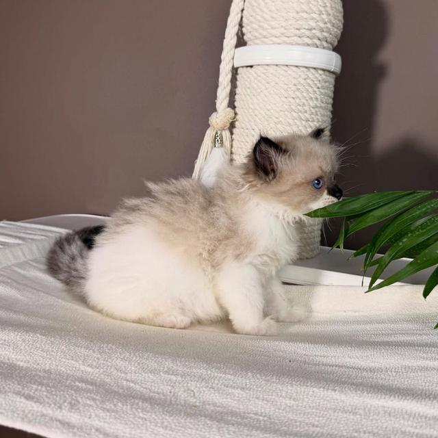 Ragdoll kittens | WhatsApp me : +66 63 826 3042 รูปที่ 6