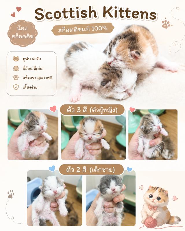 ลูกแมว สก็อตติชโฟลด์