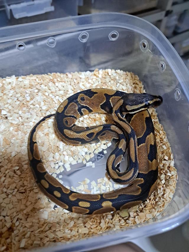 หาบ้านให้น้อง งู ballpython 2