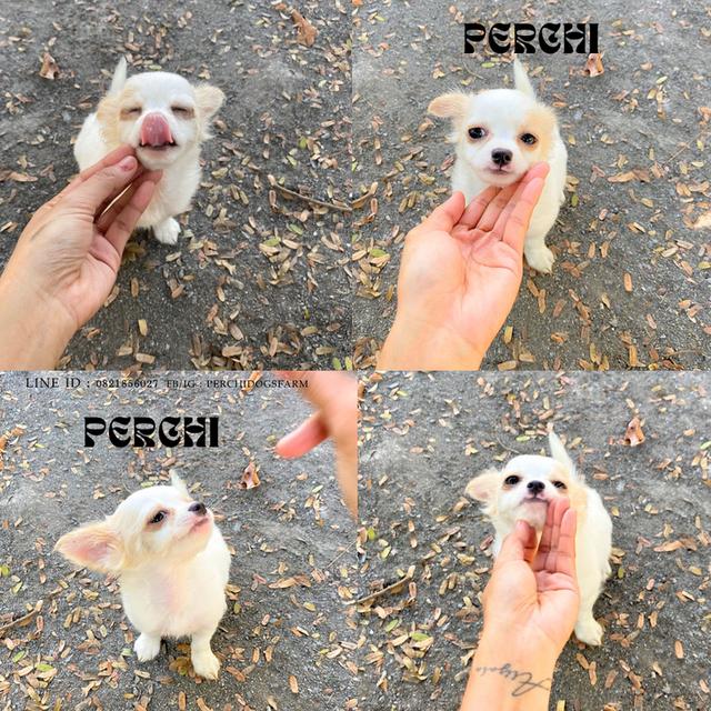 ชิวาวา หญิงขนยาว  พร้อมย้าย รูปที่ 2