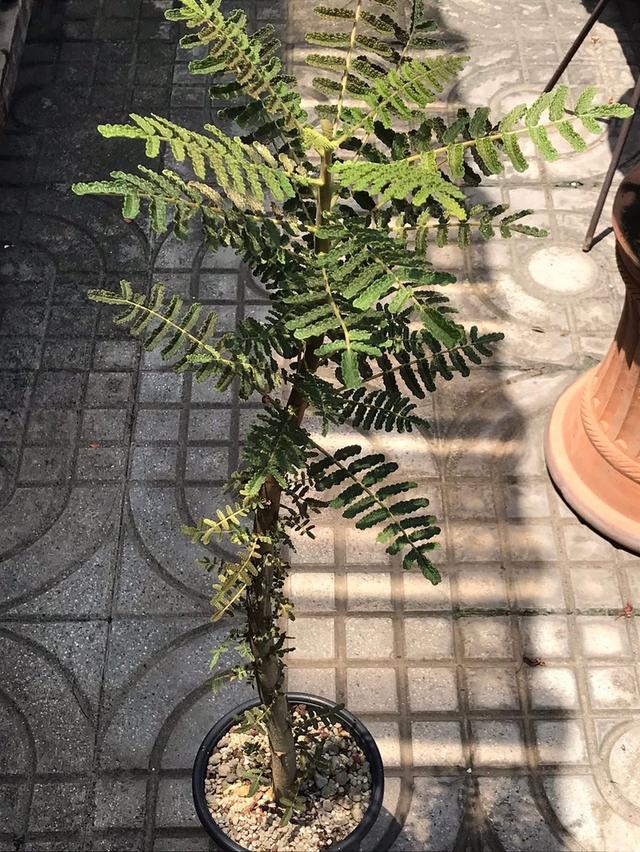 ไม้ยางหอม Boswellia bullata 2