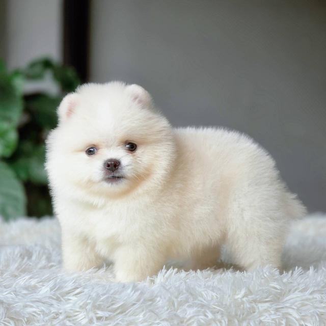 ปอมเมอเรเนียนแท้ เพศผู้ พร้อมย้ายบ้าน รูปที่ 8