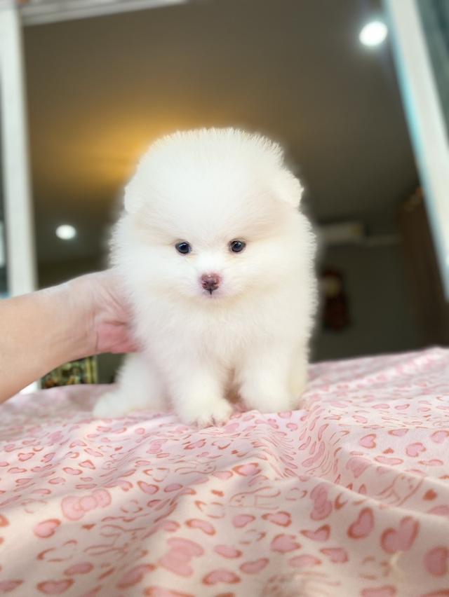 ลูกปอมเมอเรเนียนแท้ มีประกันสุขภาพแข็งเเรง อ้วนกลมหมี ทรงสวย มีหลายตัว มีบริการจัดส่ง สอบถามได้ค่ะ  6