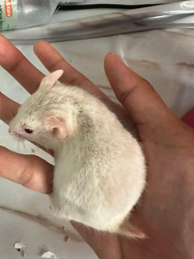 หนูแฮมเตอรไจแอ้น