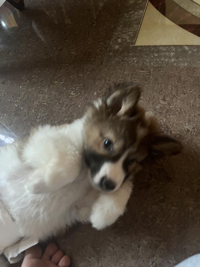 ลูกสุนัขบางแก้ว 4