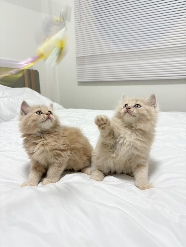 ❌🏠ได้บ้านแล้ว เปอร์เซียแท้ เทาครีม พร้อมย้าย 4